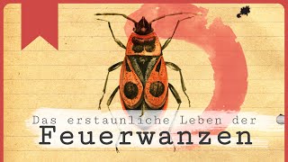 Feuerwanzen Farbenprächtig und erstaunlich [upl. by Lew]