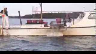 Eastern Shore watermen dredge oysters in Broad Creek [upl. by Tryck]