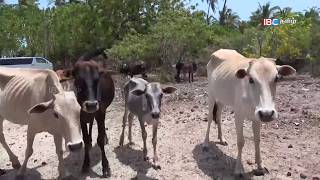 Pungudutivu Jaffna  Vanakkam Thainaadu  050617 Prt 03  IBC Tamil [upl. by Goodman535]