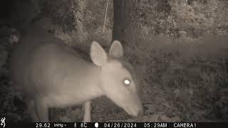 Weekly Muntjac footage  28042024  Trail Camera Wildlife  Garden Watch Burton Joyce  muntjac [upl. by Aylmer]