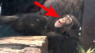 Cute Baby Chimps With MOM  Chimpanzees Babies [upl. by Arney]