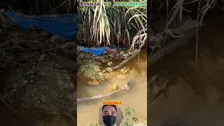 ular anaconda mati dan biawak fyp videoreaction anaconda biawak [upl. by Navoj]