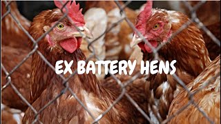 Ex Battery Hens [upl. by Cary]