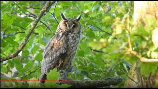 Chants doiseaux Leçon n°12 [upl. by Yeldud255]