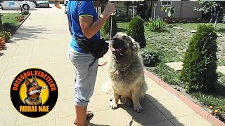 Disciplina 🐶 Ciobanesc Caucazian Tip Georgian  by Mihai Nae [upl. by Valerle]