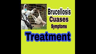 What Is Brucellosis  Cuases Symptoms Treatment BrucellaCuasesSymptomsTreatment [upl. by Myles500]