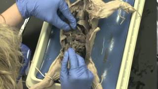 Pig dissection  digestive system and male reproductive system [upl. by Mckee]