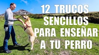 Adiestramiento Canino  12 TRUCOS para Enseñar a tu Perro [upl. by Aicenaj]