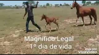 Magnifico Legal [upl. by Ynaffets]