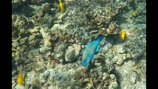 Hawaii reef snorkeling in 4k January 2023 [upl. by Weisler379]