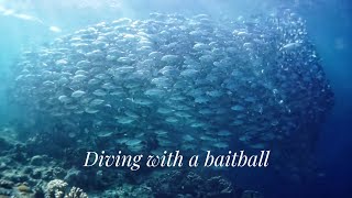 Dive into a baitball in Borneo with me [upl. by Brunk]