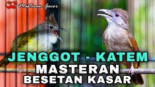 MASTERAN GACOR KATEM VS CUCAK JENGGOT FULL BESETAN KASAR COCOK BUAT MASTERAN MURAI BATU TROTOL [upl. by Minda]