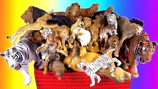 Learn Big Cats Wild Cats Lions 🦁 Tigers 🐯Cheetahs Leopards Zoo Animals Wild Animals [upl. by Bianca]