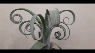 Tillandsia Curly Slim T intermedia x T streptophylla [upl. by Meuse]