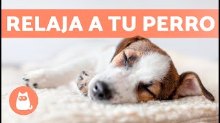 MÚSICA para PERROS con ANSIEDAD 🐶🎶 ¡Relaja a tu Perro Nervioso o Inquieto ✅ [upl. by Sankaran]