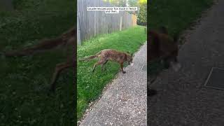 Couple rescues poor fox stuck in fence and then fox foxy shorts [upl. by Letti]