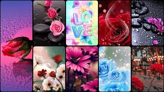 Beautiful Flower Wallpaper 🌷😍  Rose Wallpaper 🌹 Flower Wallpaper  Screen wallpaper  Wallpapers [upl. by Sissel]