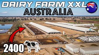 🇦🇺 Ferme de 2400 vaches en ensilage  Australie [upl. by Ahcsrop82]