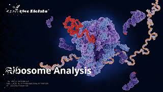 Ribosome Analysis  Creative Biolabs [upl. by Carley]