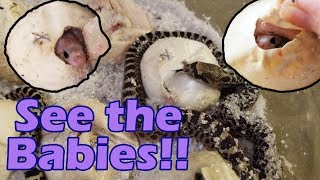 We have Baby Bullsnakes See them in 4k [upl. by Tawsha]