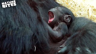 Baby Gorilla Born at the Zoo  Amazing Animal Babies  Nature Bites [upl. by Kiona]