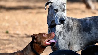 Great Dane Grooming Tips for a Healthy Coat [upl. by Ahcarb]