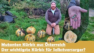 Der wichtigste Kürbis für Selbstversorger Steirischer Ölkürbis [upl. by Merideth]