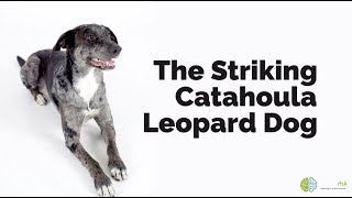 The Striking Catahoula Leopard Dog [upl. by Kenwee]