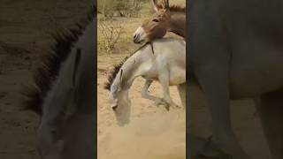 donkeys nature shortsfeed pets youtubeshots [upl. by Negaet]