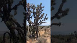 My trip to Joshua Tree California travel travelvlog traveling explore explorepage adventure [upl. by Neelyam]