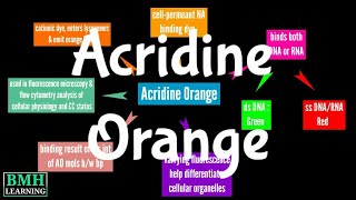 Acridine Orange Staining [upl. by Harpole]