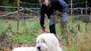 Herfst in de moestuin  Dutch homestead VLOG 116 [upl. by Idaf]