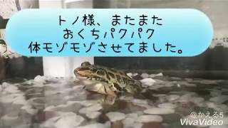 トノサマガエル脱皮 Molting of leopard frog [upl. by Ahsikin]