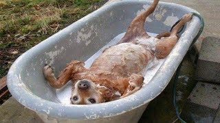 This dog is the definition of relaxation while bathing Dogs vs Bath 😱 [upl. by Admama]