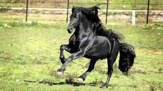 WORLD FAMOUS FRIESIAN STALLION [upl. by Friend775]