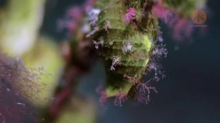 Halimeda ghost pipefish [upl. by Arie]