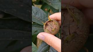 Discovering the Medlar Tree wildfood tree [upl. by Sinne]