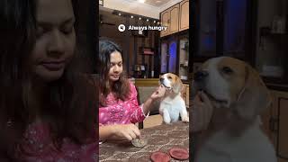 dog explore funny beagle dogvlog music lyrics artist cover beagle dogmassage [upl. by Primaveria920]