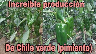 Cultivo de Chile verde pimiento en producción [upl. by Naimed]