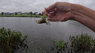 First Roostertail Bass of the Fall [upl. by Hugon26]