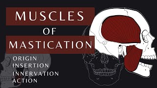 Muscles of Mastication  Gross Anatomy and Physiology Masseter  shorts anatomyphysiology [upl. by Eanore671]