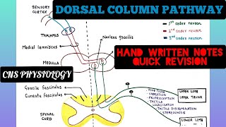 Dorsal Column Pathways  Ascending Pathways  2  CNS  Physiology [upl. by Byram163]