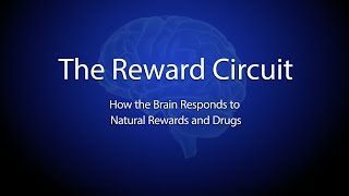 The Reward Circuit How the Brain Responds to Natural Rewards and Drugs [upl. by Schott248]