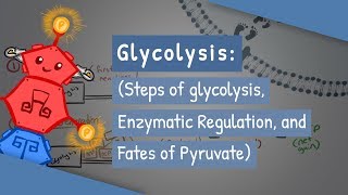 Glycolysis Steps of glycolysis Enzymatic Regulation and Fates of Pyruvate [upl. by Couq]