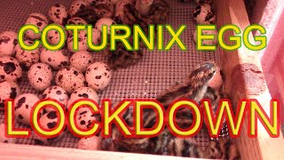 COTURNIX HATCHING EGG LOCKDOWN  Why its so important [upl. by Ecinuahs]