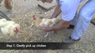 Poultry Newcastle Vaccination [upl. by Kinelski]