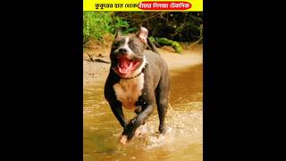 কুকুরের হাত থেকে বাঁচার নিনজা টেকনিক 🐕‍🦺 [upl. by Nananne]