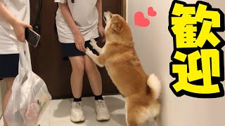 泊まりに来た娘の友達に大興奮の柴犬ちくわ…ついに初の尻尾フリフリが発動！！ [upl. by Cost]