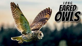 LONG EARED OWLS of the PEAK DISTRICT [upl. by Anolla848]