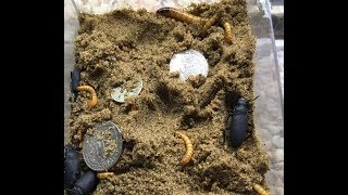 Why Coins Sink Metal Detecting [upl. by Nytram625]